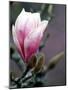 Tulip Magnolia Blossom, Washington Park Arboretum, Seattle, Washington, USA-William Sutton-Mounted Photographic Print