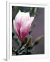 Tulip Magnolia Blossom, Washington Park Arboretum, Seattle, Washington, USA-William Sutton-Framed Photographic Print