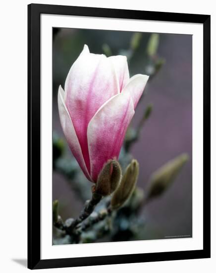 Tulip Magnolia Blossom, Washington Park Arboretum, Seattle, Washington, USA-William Sutton-Framed Photographic Print