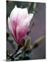 Tulip Magnolia Blossom, Washington Park Arboretum, Seattle, Washington, USA-William Sutton-Mounted Photographic Print