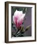 Tulip Magnolia Blossom, Washington Park Arboretum, Seattle, Washington, USA-William Sutton-Framed Photographic Print