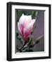 Tulip Magnolia Blossom, Washington Park Arboretum, Seattle, Washington, USA-William Sutton-Framed Photographic Print