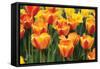 Tulip March I-Dana Styber-Framed Stretched Canvas