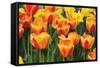 Tulip March I-Dana Styber-Framed Stretched Canvas