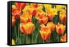 Tulip March I-Dana Styber-Framed Stretched Canvas