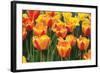 Tulip March I-Dana Styber-Framed Photographic Print