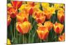 Tulip March I-Dana Styber-Mounted Photographic Print