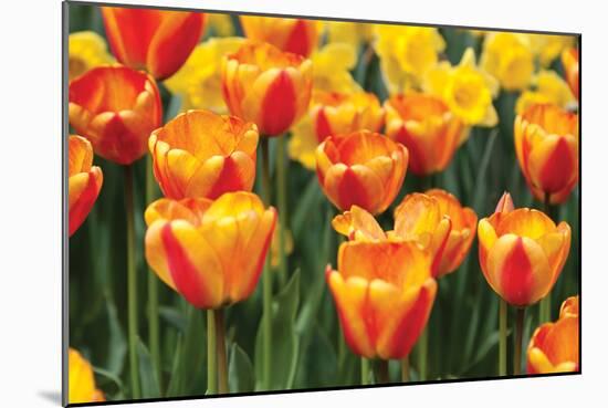 Tulip March I-Dana Styber-Mounted Photographic Print