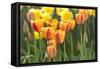 Tulip March II-Dana Styber-Framed Stretched Canvas