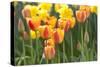 Tulip March II-Dana Styber-Stretched Canvas