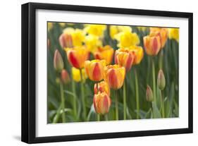 Tulip March II-Dana Styber-Framed Photographic Print