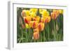 Tulip March II-Dana Styber-Framed Photographic Print