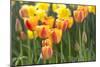 Tulip March II-Dana Styber-Mounted Photographic Print