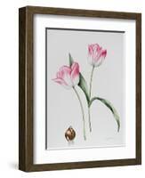 Tulip Meissner Porcellan with Bulb-Sally Crosthwaite-Framed Giclee Print