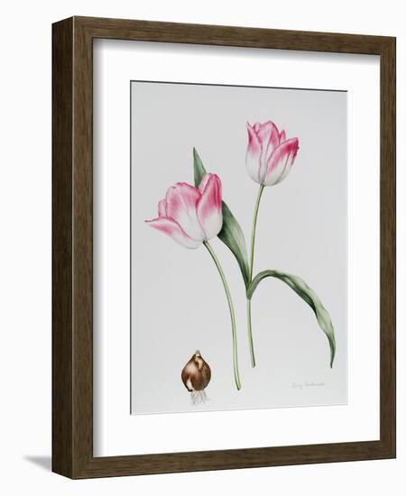 Tulip Meissner Porcellan with Bulb-Sally Crosthwaite-Framed Giclee Print