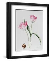 Tulip Meissner Porcellan with Bulb-Sally Crosthwaite-Framed Giclee Print