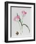 Tulip Meissner Porcellan with Bulb-Sally Crosthwaite-Framed Giclee Print