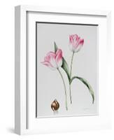 Tulip Meissner Porcellan with Bulb-Sally Crosthwaite-Framed Giclee Print