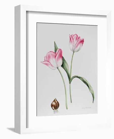 Tulip Meissner Porcellan with Bulb-Sally Crosthwaite-Framed Giclee Print