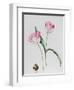 Tulip Meissner Porcellan with Bulb-Sally Crosthwaite-Framed Giclee Print
