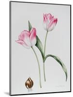 Tulip Meissner Porcellan with Bulb-Sally Crosthwaite-Mounted Giclee Print