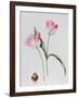 Tulip Meissner Porcellan with Bulb-Sally Crosthwaite-Framed Giclee Print