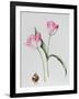 Tulip Meissner Porcellan with Bulb-Sally Crosthwaite-Framed Giclee Print