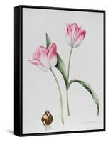 Tulip Meissner Porcellan with Bulb-Sally Crosthwaite-Framed Stretched Canvas