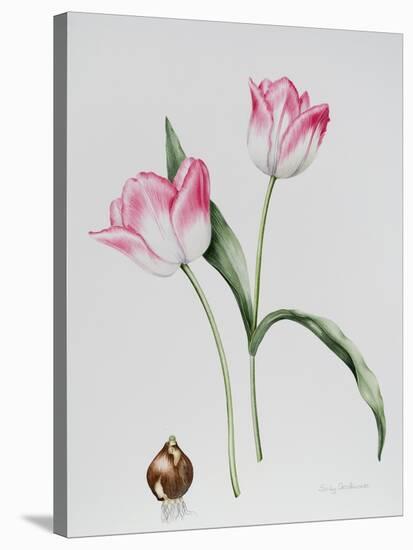 Tulip Meissner Porcellan with Bulb-Sally Crosthwaite-Stretched Canvas