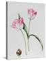 Tulip Meissner Porcellan with Bulb-Sally Crosthwaite-Stretched Canvas