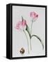 Tulip Meissner Porcellan with Bulb-Sally Crosthwaite-Framed Stretched Canvas