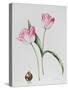 Tulip Meissner Porcellan with Bulb-Sally Crosthwaite-Stretched Canvas