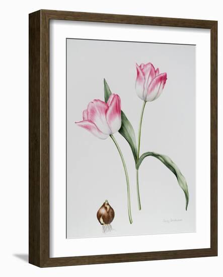 Tulip Meissner Porcellan with Bulb-Sally Crosthwaite-Framed Giclee Print