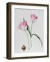 Tulip Meissner Porcellan with Bulb-Sally Crosthwaite-Framed Giclee Print