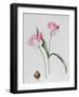 Tulip Meissner Porcellan with Bulb-Sally Crosthwaite-Framed Giclee Print