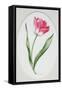 Tulip Meissner Porzellan Singe-Sally Crosthwaite-Framed Stretched Canvas
