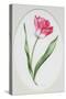 Tulip Meissner Porzellan Singe-Sally Crosthwaite-Stretched Canvas