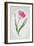 Tulip Meissner Porzellan Singe-Sally Crosthwaite-Framed Giclee Print