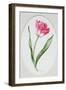 Tulip Meissner Porzellan Singe-Sally Crosthwaite-Framed Giclee Print