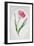 Tulip Meissner Porzellan Singe-Sally Crosthwaite-Framed Giclee Print