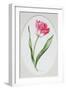 Tulip Meissner Porzellan Singe-Sally Crosthwaite-Framed Giclee Print