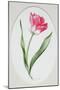 Tulip Meissner Porzellan Singe-Sally Crosthwaite-Mounted Giclee Print