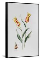 Tulip Mona Lisa-Sally Crosthwaite-Framed Stretched Canvas