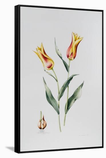Tulip Mona Lisa-Sally Crosthwaite-Framed Stretched Canvas