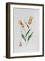 Tulip Mona Lisa-Sally Crosthwaite-Framed Giclee Print