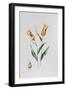 Tulip Mona Lisa-Sally Crosthwaite-Framed Giclee Print