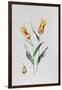 Tulip Mona Lisa-Sally Crosthwaite-Framed Giclee Print