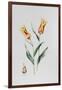 Tulip Mona Lisa-Sally Crosthwaite-Framed Giclee Print