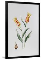 Tulip Mona Lisa-Sally Crosthwaite-Framed Giclee Print