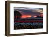 Tulip Morning Magic Spring Mist and Sky Fire Central Oregon-Vincent James-Framed Photographic Print